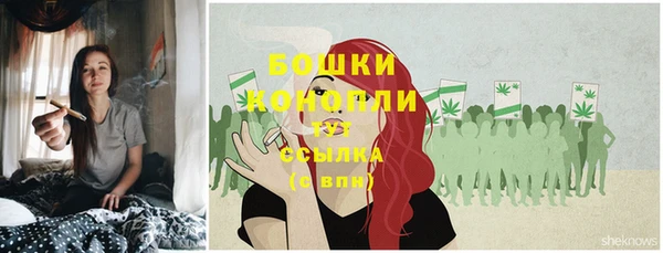 сатива Новокубанск